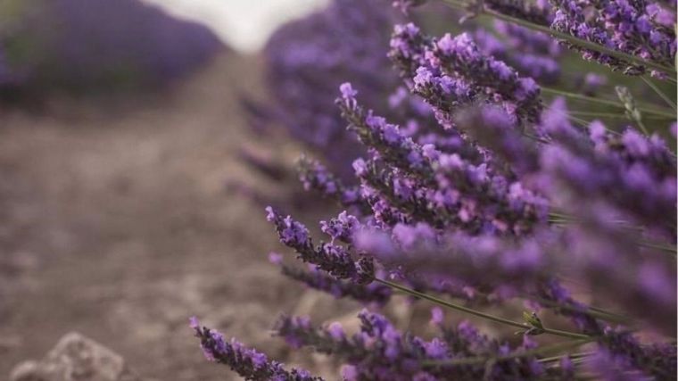 Brihuega se convierte en un mar púrpura con la floración de la lavanda