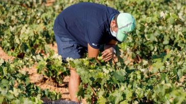 Campo de Criptana vuelve a abrir la bolsa de trabajo para la vendimia