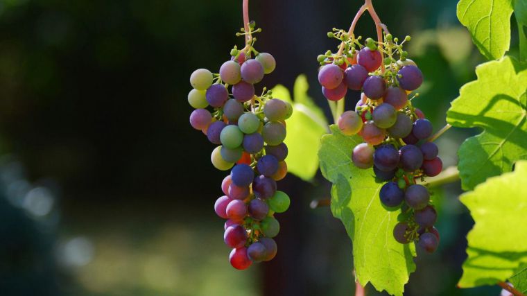 CLM recuperará su Ley de la Viña y el Vino el próximo 28 de julio tras su aprobación en las Cortes