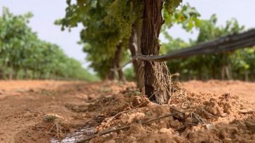 La Ley de la Viña y el Vino de Castilla-La Mancha entrará en vigor en 20 días