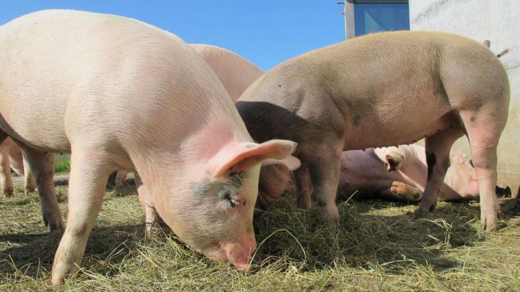 El sector porcino mantiene su fortaleza en los principales mercados internacionales 