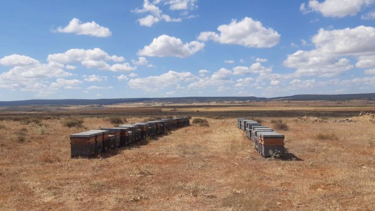 Los apicultores de Guadalajara tildan de 'desastrosa' la cosecha de este año, que desciende de 15 a 5 kilos por colmena