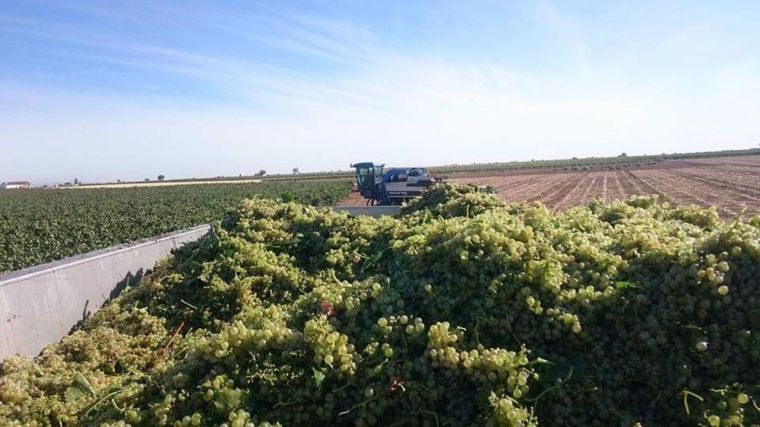 CCOO pide un convenio regional del campo que elimine las diferencias salariales entre las cinco provincias