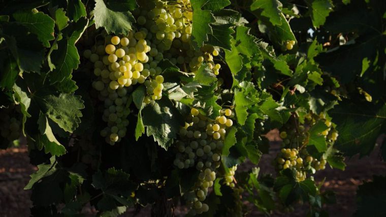 Sequía, aumento de costes y bajo precio de la uva podrían provocar pérdidas de hasta 950 euros hectárea en la región
