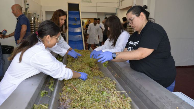 Arranca la primera campaña de vendimia de la bodega experimental de la UCLM