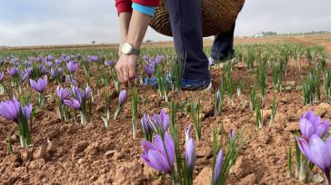 La DOP Azafrán de La Mancha apunta a una reducción drástica de la producción y alerta de una "extinción" inminente del producto