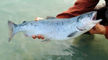 La Junta declara Proyecto Prioritario la puesta en marcha de una piscifactoría de salmones en Valderrebollo (Guadalajara)