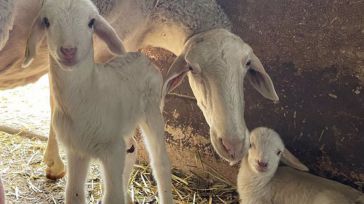 Investigadores de la UCLM obtienen los primeros corderos de raza Manchega nacidos por fecundación in vitro