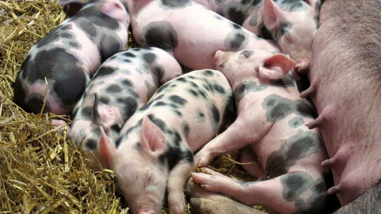 El sector porcino anuncia la reducción del 50% de las emisiones de nitrógeno por animal en los últimos 30 años