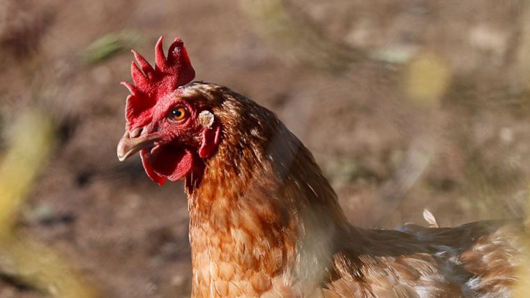 La OMS confirma un segundo caso de gripe aviar en personas, otro trabajador de la granja de Guadalajara
 