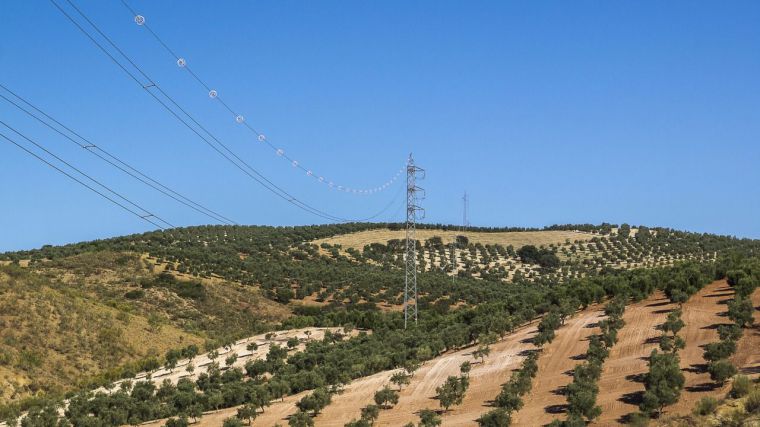 Tras acumular numerosos expedientes sancionadores, Iberdrola invertirá en la protección de sus torres contra la electrocución de aves