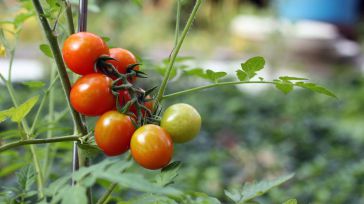 CLM convoca premios para empresas del sector agroalimentario en producción ecológica, venta directa y carne de caza