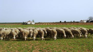 El grupo SaBio de la UCLM participa en un proyecto europeo con trabajos sobre conservación espermática de la especie ovina