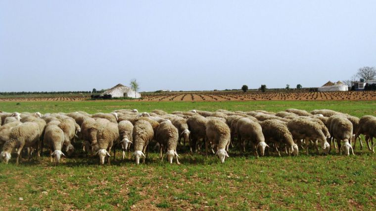 El grupo SaBio de la UCLM participa en un proyecto europeo con trabajos sobre conservación espermática de la especie ovina