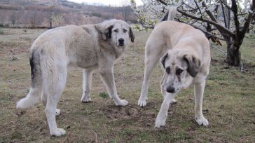 CLM pone en marcha ayudas para el mantenimiento de perros mastines en zonas con riesgo de presencia de lobo ibérico