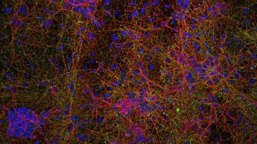 magen microscópica de células neurales con nanopartículas de óxido de hierro: neuronas (rojo), sinapsis (verde) y núcleos celulares (azul)