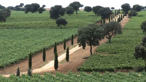 Una bodega de Cuenca es la primera del país en obtener el certificado ‘Sustainable Wineries for Climate Protection’ 