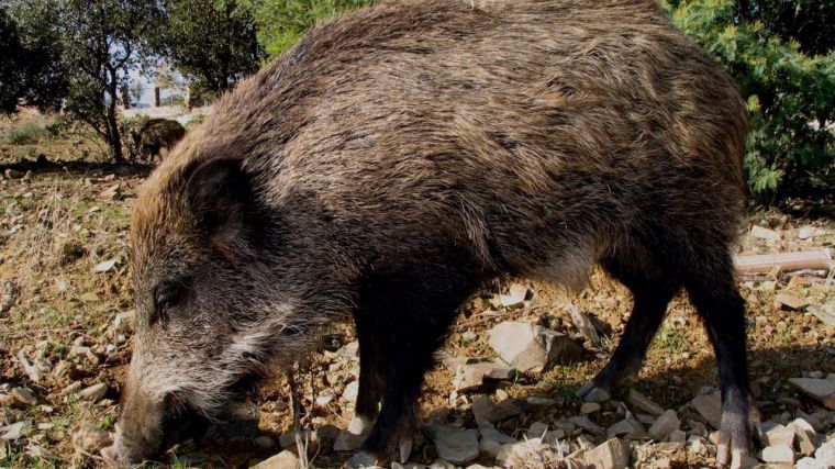 Ampliada dos años más la prohibición de movimientos de jabalíes debido a la peste porcina africana