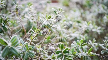 El frío y las nevadas vuelven este viernes y ponen en riesgo a Toledo y Guadalajara