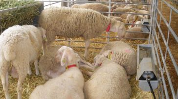 El control de viruela ovina en CLM avanza y la próxima semana ya se podrá desplazar al ganado a mataderos de otras CCAA