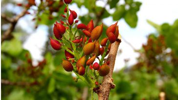 La conquense Acemi Spain lidera un programa de mejora genética del pistacho, del que CLM produce el 75% del total nacional 