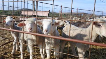 CLM flexibiliza las restricciones por la viruela ovina y permite salidas a mataderos de otras Comunidades y pastos cercanos
