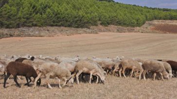 Fresdena (Asaja) ve prematuro flexibilizar las medidas por la viruela ovina: "Se podía haber aguantado una semana más"