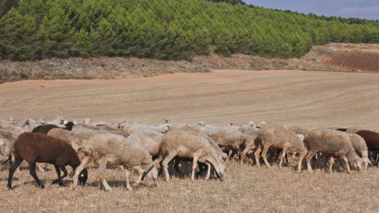 Fresdena (Asaja) ve prematuro flexibilizar las medidas por la viruela ovina: 