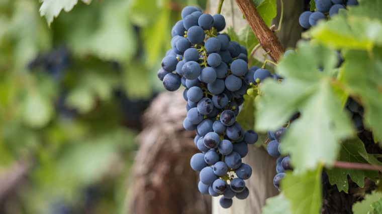 CLM perdió 5.862 hectáreas de viñedo en 2022, pero tiene el 49% de la superficie total de España