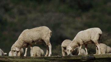 Desde el miércoles 19 de abril se podrán pedir ayudas para los programas nacionales de erradicación de enfermedades animales