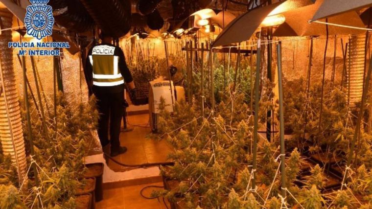 Desmantelada una plantación de más de 500 plantas de marihuana en Alcázar