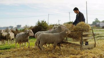 Los productores de ganado ecológico de CLM podrán dar alimento no ecológico a sus animales ante la "catastrófica" sequía
