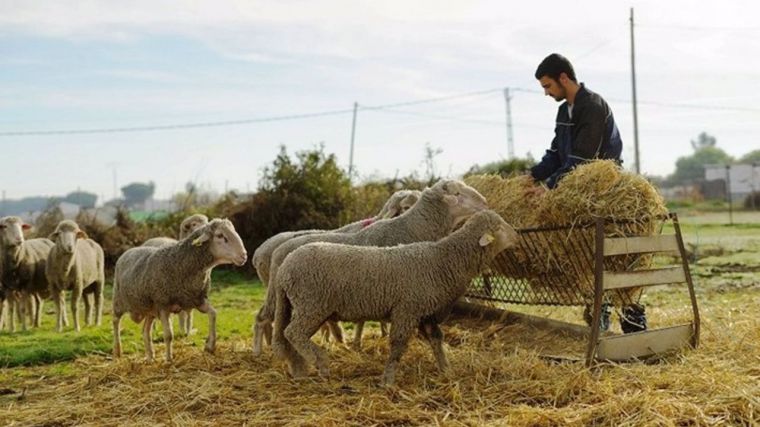 Los productores de ganado ecológico de CLM podrán dar alimento no ecológico a sus animales ante la 'catastrófica' sequía