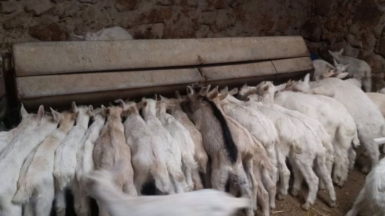 Los mataderos de zonas afectadas por la viruela ovina verán endurecidas las condiciones para poder sacrificar animales