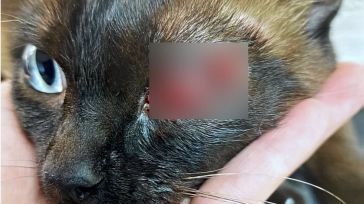 Detenido por disparar a un gato con un arma de aire en Almansa