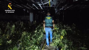 Desmantelan una plantación de 3.000 ejemplares de marihuana y detienen a tres personas en Alcolea del Pinar
