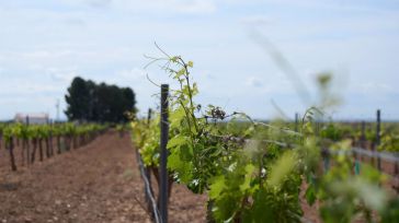 Agricultura autoriza plantar 1.407 nuevas hectáreas de viñedo en 2023 y C-LM es la región con mayor superficie con 689