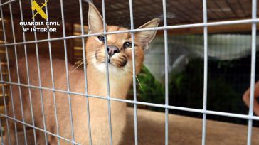 Intervenidos en Santiurde de Toranzo (Cantabria) dos linces protegidos vendidos de forma ilegal en Toledo