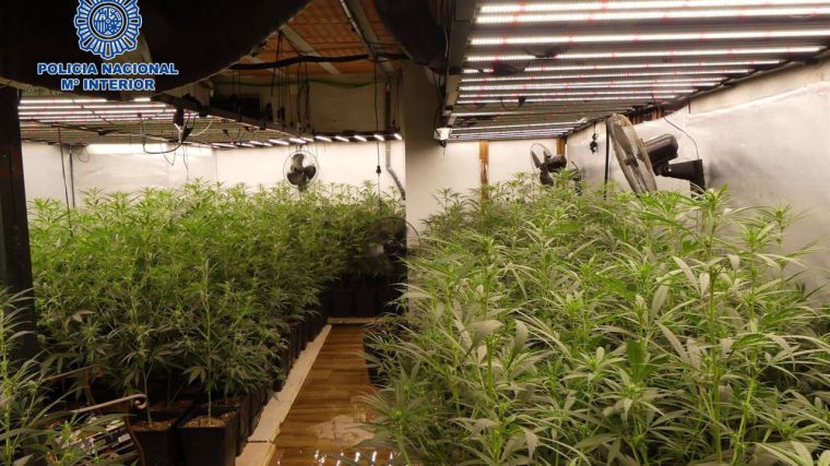 Once detenidos en una operación contra tráfico de marihuana en Talavera que acaba con 2.093 plantas incautadas