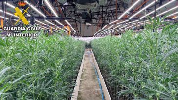 Desmantelan dos plantaciones de marihuana en Recas con más de 6.000 plantas y detienen a dos personas