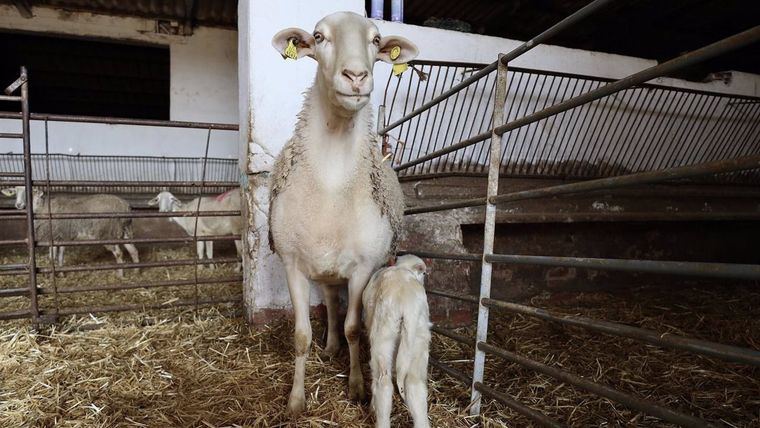 Agricultura detecta focos de enfermedad hemorrágica epizoótica en San Martín de Montalbán y Villapalacios