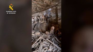 Encontrados 24 perros en pésimas condiciones higiénico-sanitarias en una leñera en Zaorejas