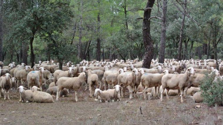 CLM actualiza medidas para prevenir la viruela ovina tras dos meses sin nuevos focos en la región