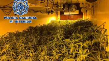 Desmantelado en Seseña (Toledo) un cultivo de 2.000 plantas de marihuana que iban a ser vendidas en Rumanía