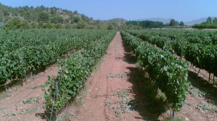 CLM rebaja las previsiones de la vendimia a unos 19 millones de hectolitros y descarta una destilación de crisis