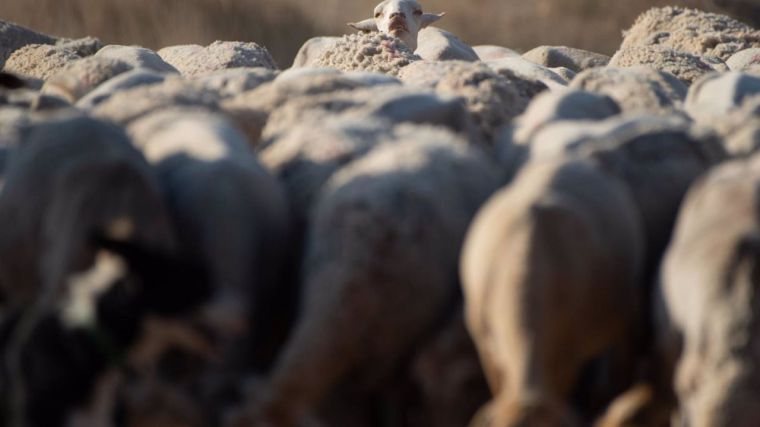 La Comisión Europea flexibiliza las restricciones de movimiento de ganado por la viruela ovina y caprina en CLM