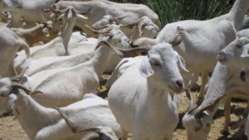 CLM vuelve a actualizar medidas a adoptar de acuerdo a la actual situación sanitaria frente a la viruela ovina y caprina