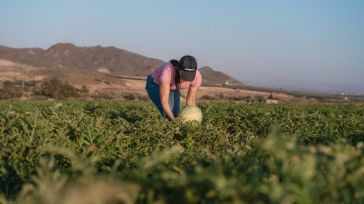 Lidl prevé adquirir 200.000 toneladas de fruta de verano española en 2023 y exportar el 85% a sus tiendas