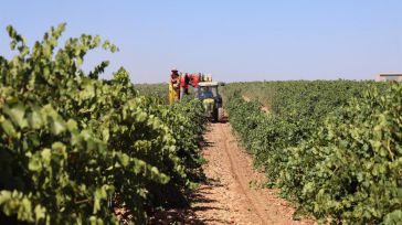 La sequía adelanta la vendimia de algunas variedades en Ciudad Real