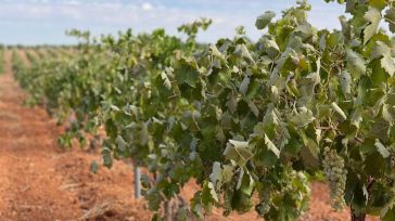 Asaja C-LM critica que Agroseguro "llega tarde" a las peritaciones, lo que entorpece la vendimia de muchos viticultores